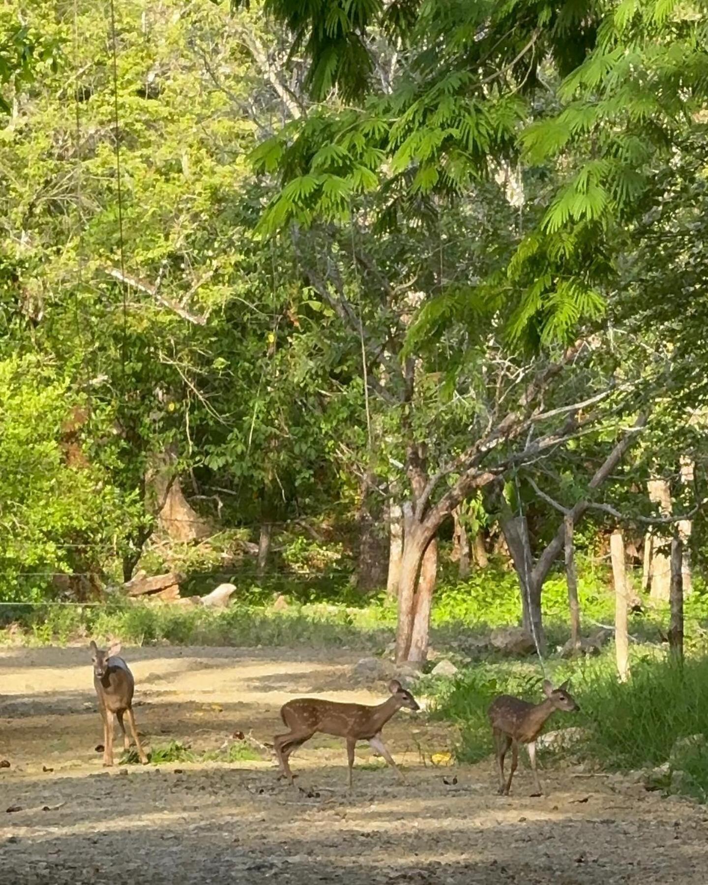 Апартаменты Deer House Cabuya Cabuya  Экстерьер фото
